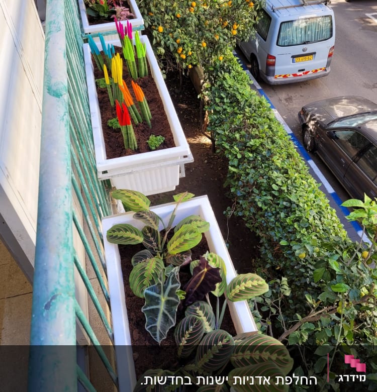 עציצים עם צמחים צבעוניים על מעקה מרפסת